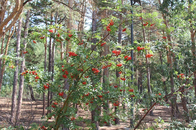 Free Rowan Nature photo and picture