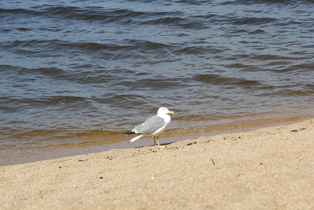 Free Seagull Bird photo and picture