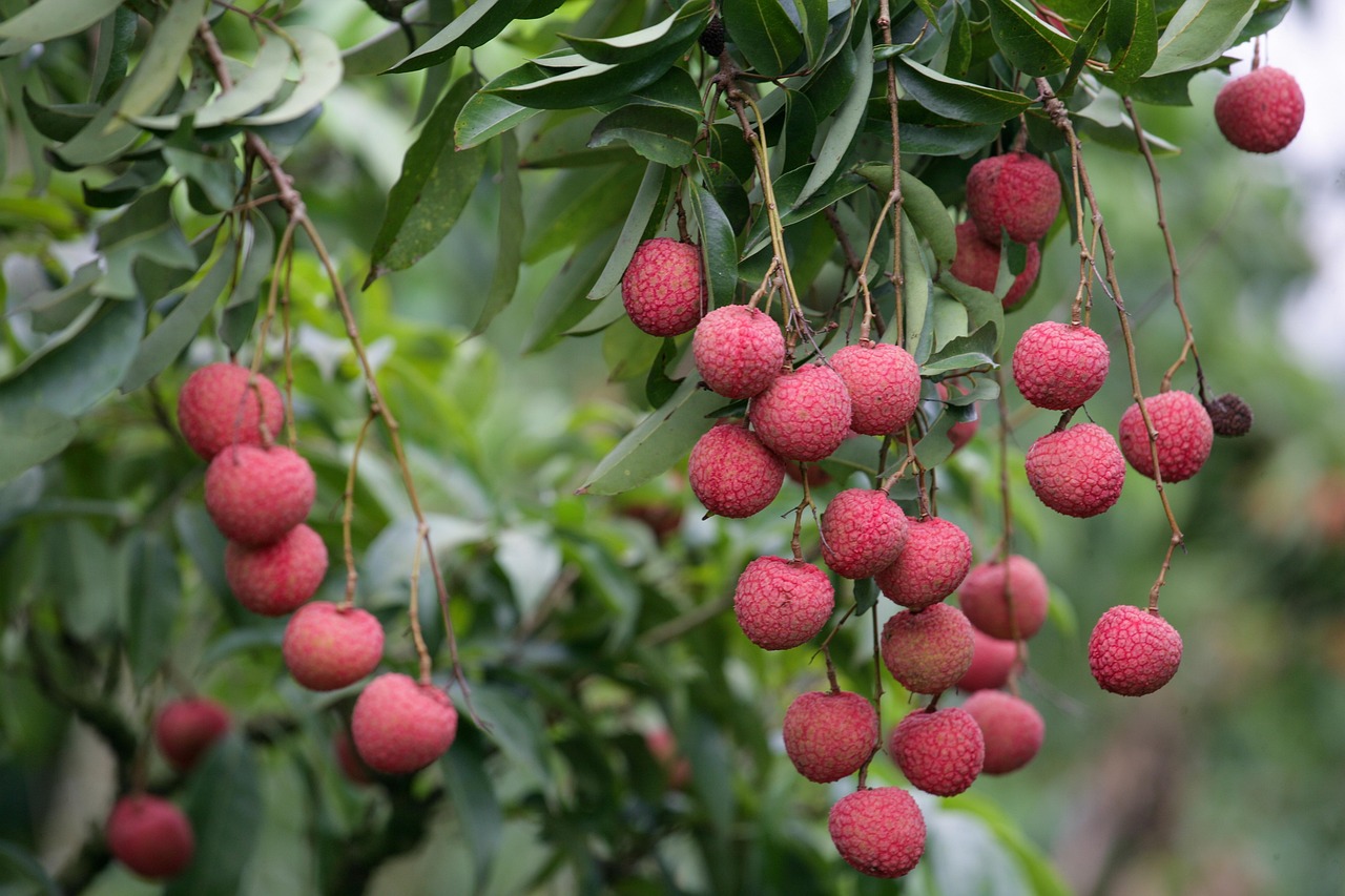 Plus De 100 Images De Litchi Et De Fruit Pixabay plus-de-100-images-de-litchi-et-de-fruit-pixabay