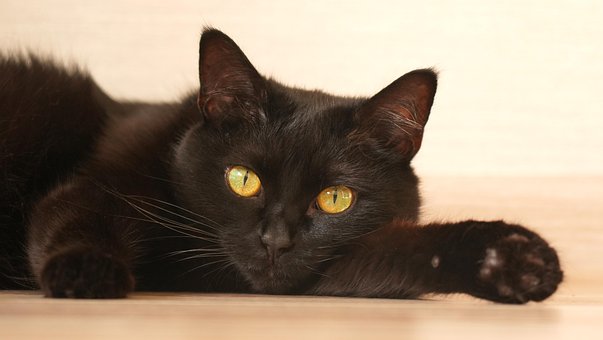 Gato, Bicho De Estimação, Felino, Animal
