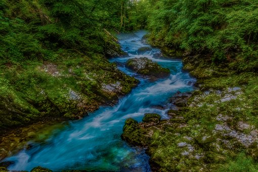 Free River Forest photo and picture