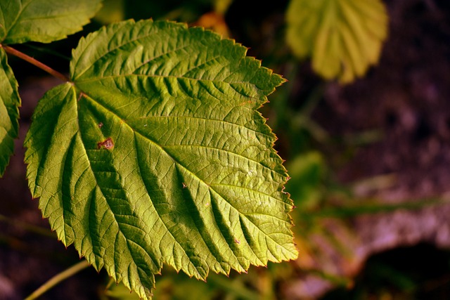 Free Leaf Growth photo and picture