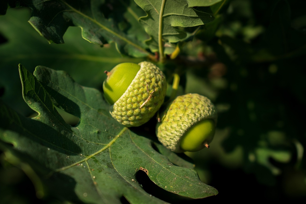 Acorns Nuts Leaves Free photo on Pixabay Pixabay