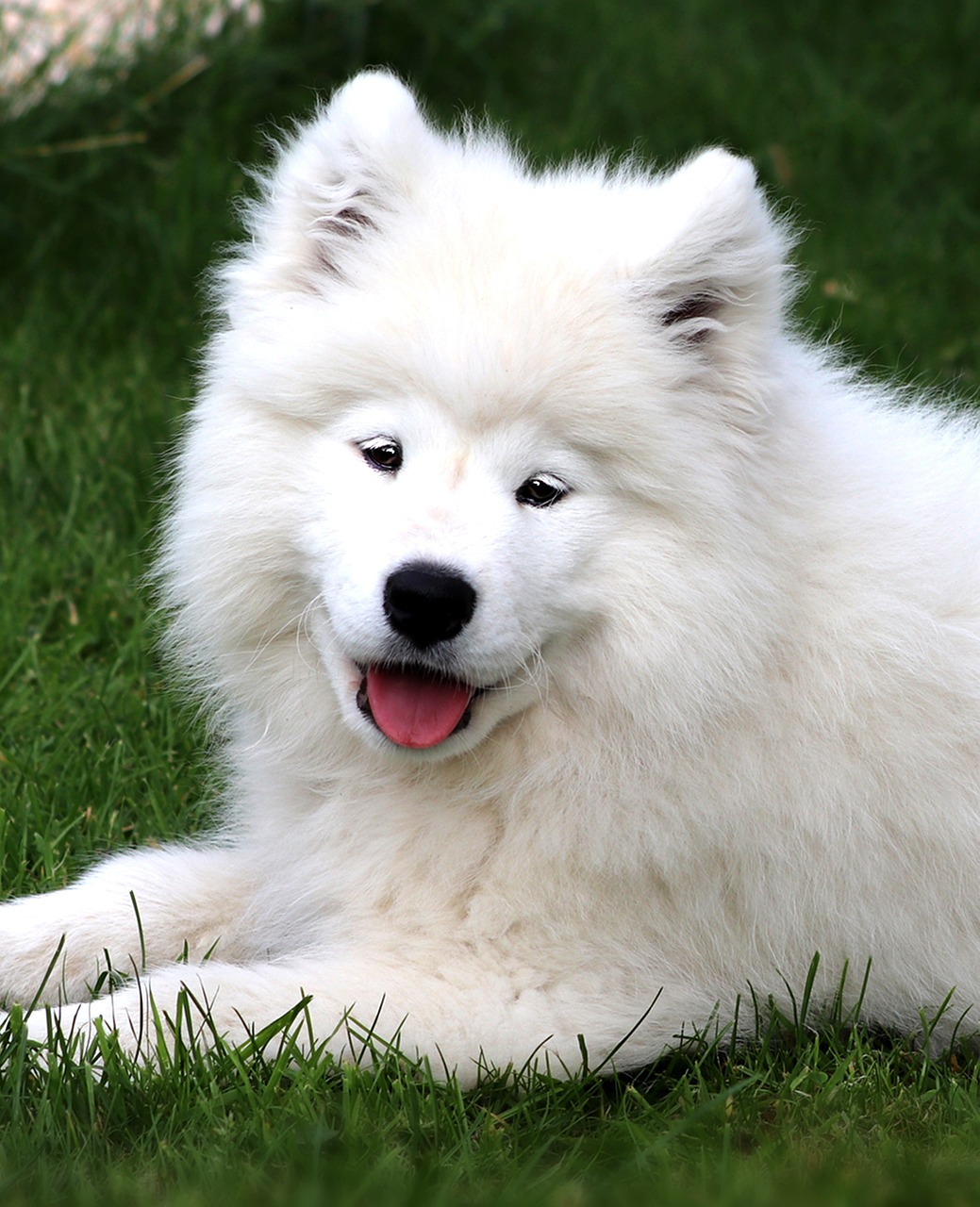 70 Free Samoyed Dog Images Pixabay