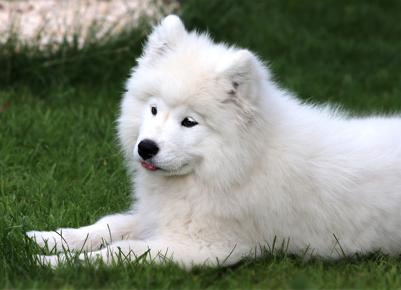 80 Free Samoyed Dog Photos Pixabay