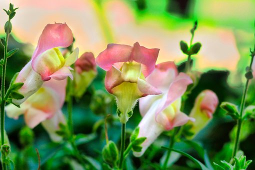 Free Snapdragons Flowers photo and picture