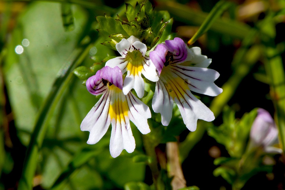Alpine Flowers Mountains Euphrasia - Free photo on Pixabay - Pixabay