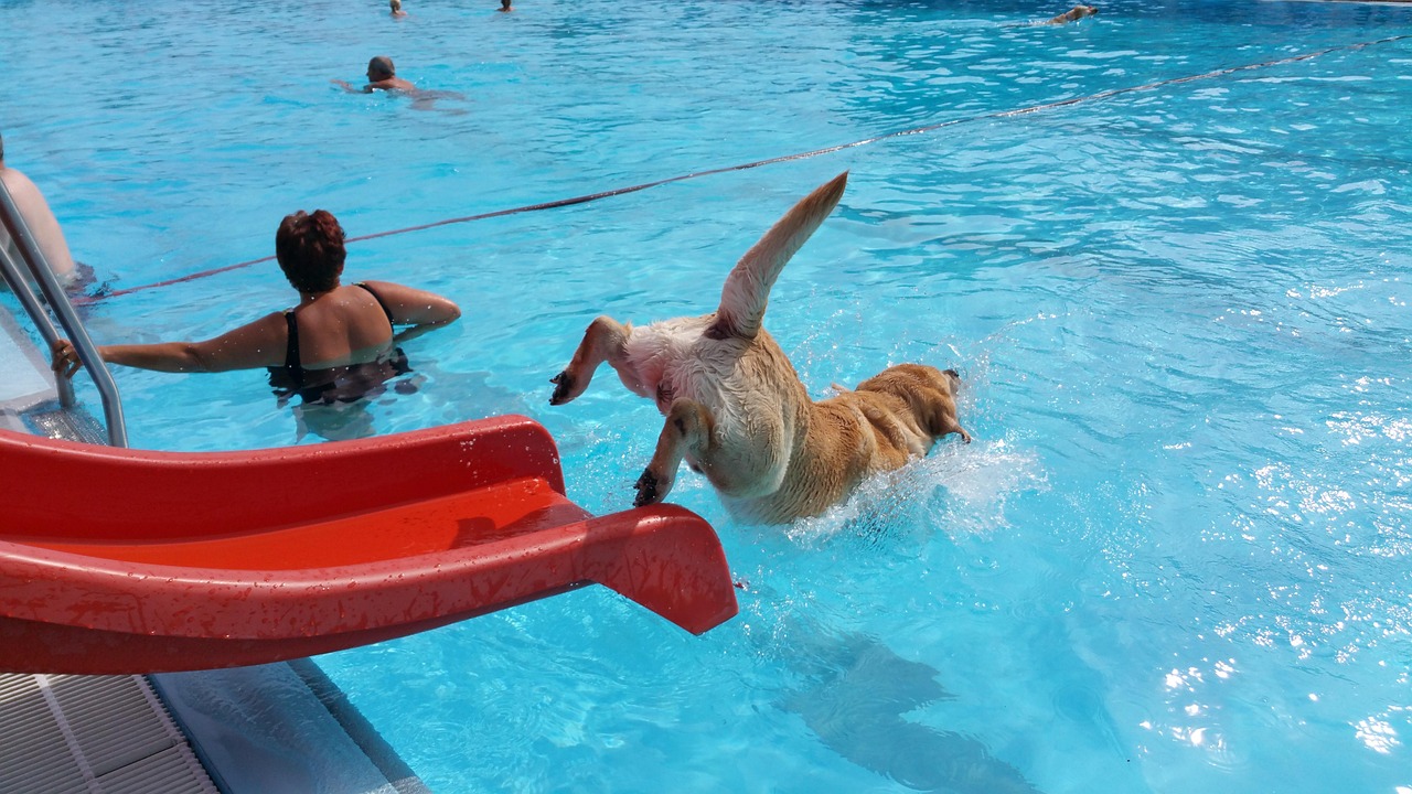 Labrador Swimming Pool Ramp Filhotes De Labrador Retriever Dourado