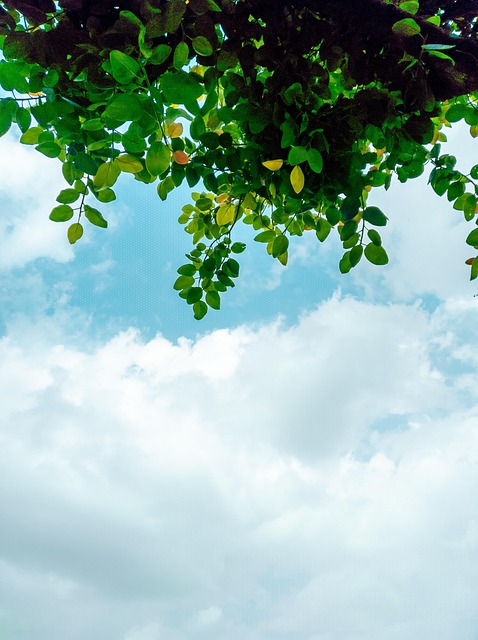 Free Background Phone Wallpaper photo and picture
