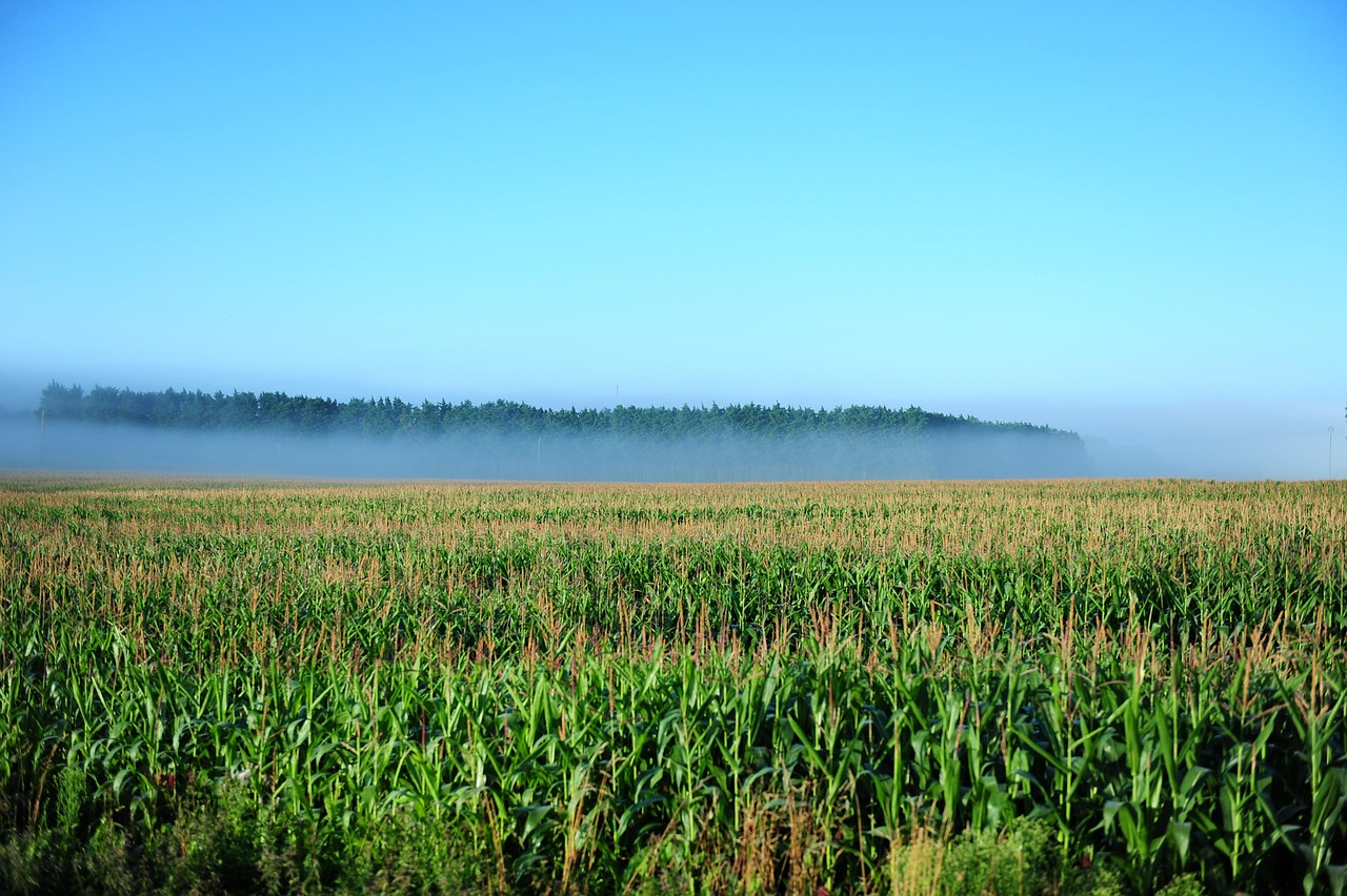 Cornfield Farm Countryside Free photo on Pixabay Pixabay