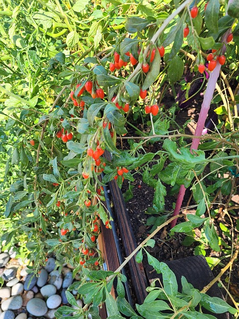 Free Goji Fruits photo and picture