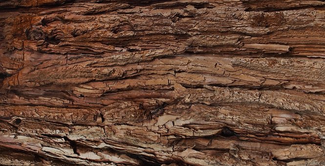 Free Tree Bark Nature photo and picture