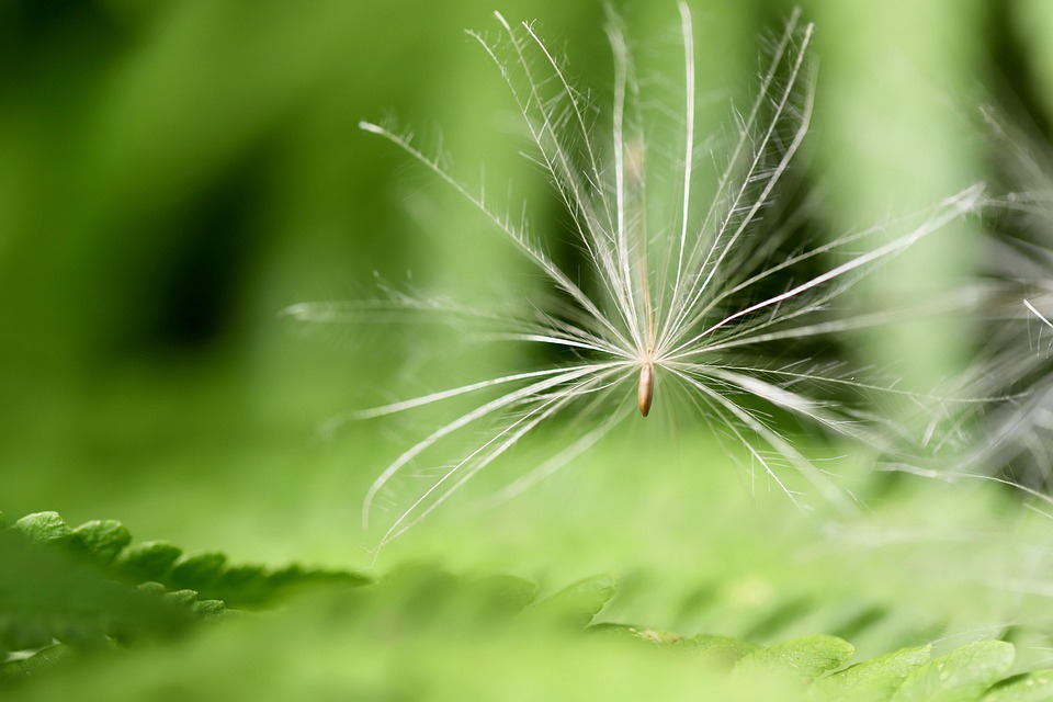 蒲公英 种子 飞行的种子 - Pixabay上的免费照片 - Pixabay