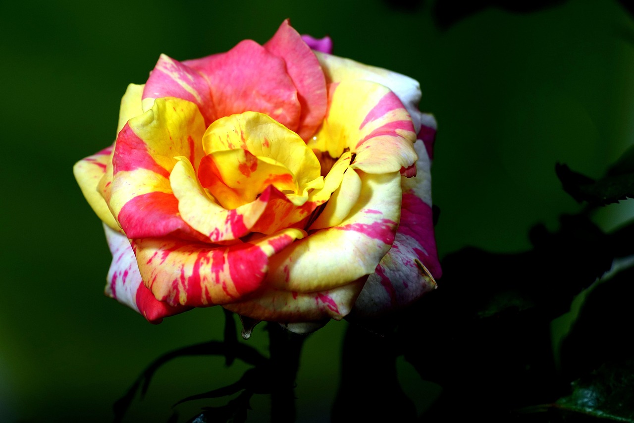 Wee Blue Coo Grußkarte 'Gelbe Rose Makro' - Naturfotografie Für Geburtstag, Dank & Grüße