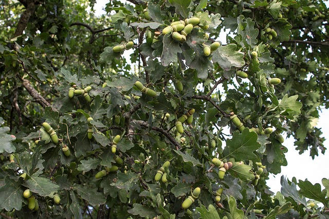 Free Acorns Nuts photo and picture