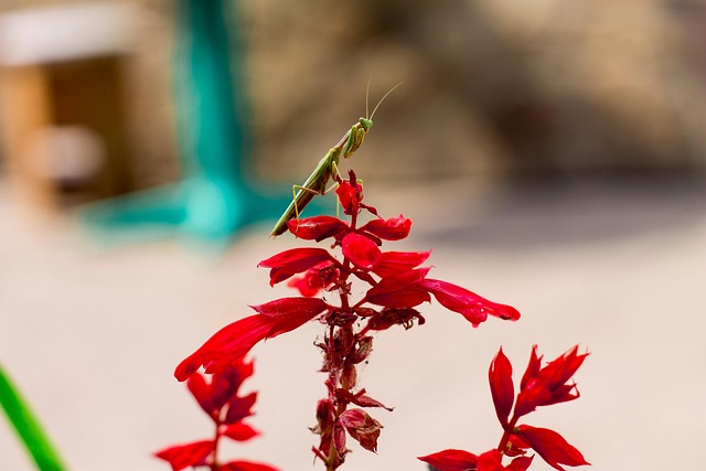 Free Praying Mantis Insect photo and picture