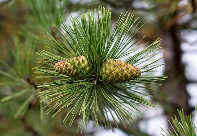 Free Spruce Conifer Cones photo and picture
