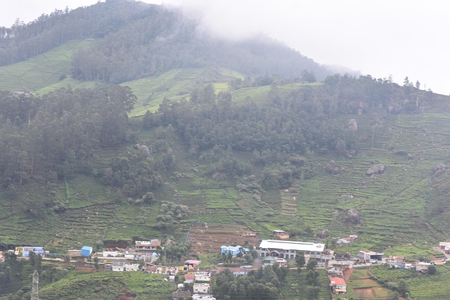Free Ooty Tea Gardens photo and picture