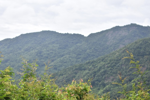 Free Nature Ooty photo and picture