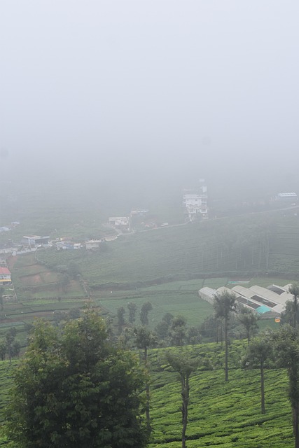 Free Tea Gardens Ooty photo and picture