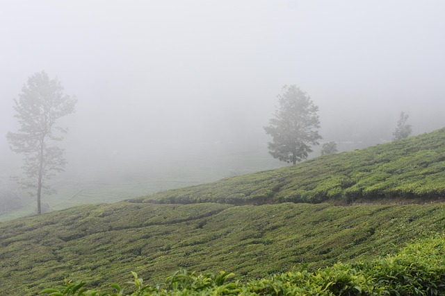 Free Nature Ooty photo and picture