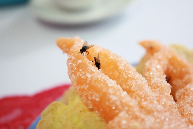 Free Fly Insect photo and picture