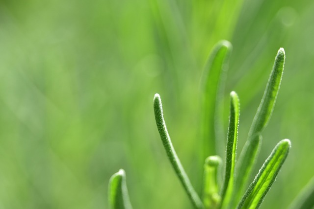 Free Grass Nature photo and picture