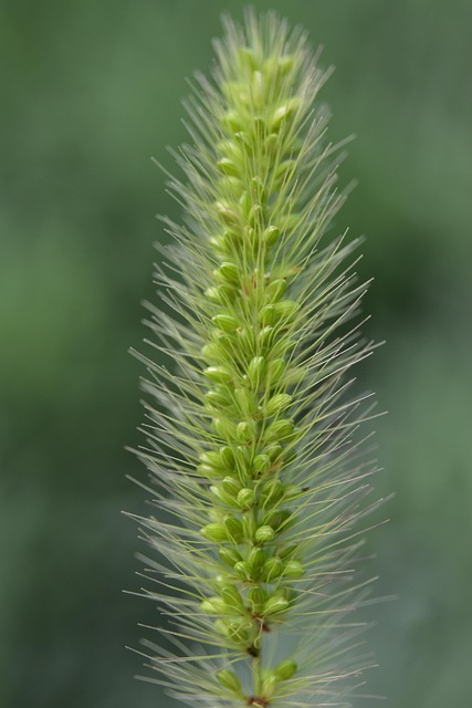 Free Grass Nature photo and picture