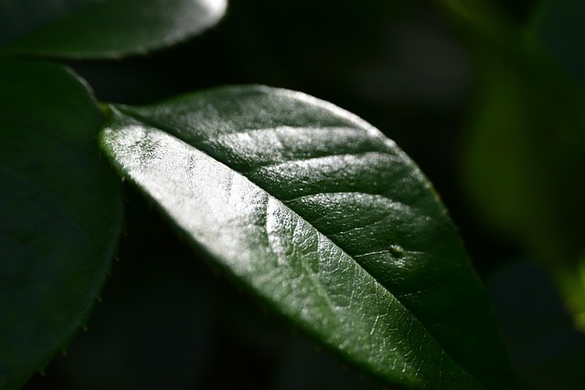Free Leaf Garden photo and picture