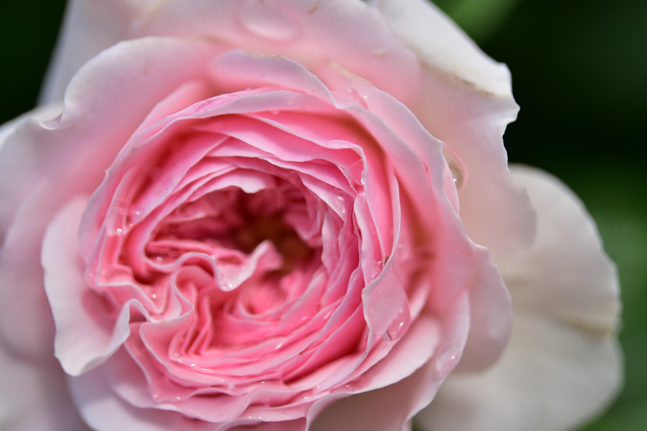 Fleur Roe Rose Fleur De - Photo gratuite sur Pixabay - Pixabay