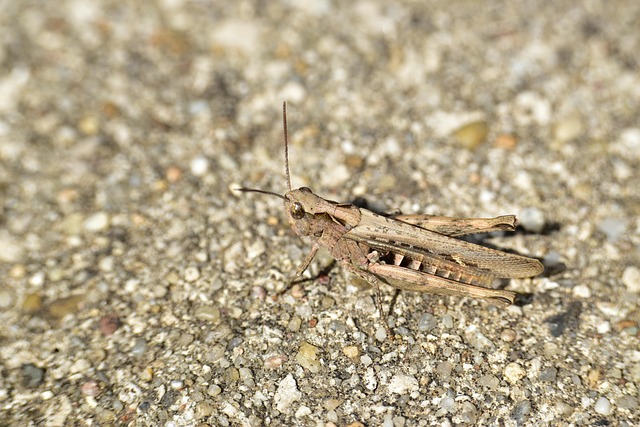 Free Grasshopper Insect photo and picture
