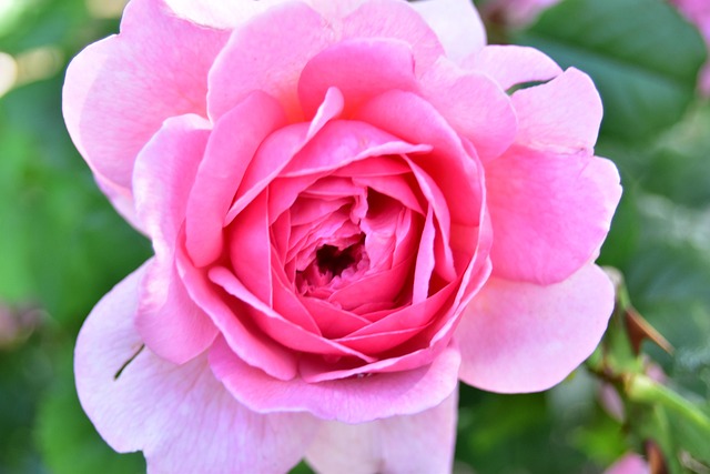 Free Rose Flower photo and picture