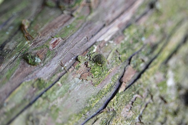 Free Wood Texture photo and picture