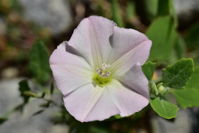 Free Morning Glory Stamen photo and picture