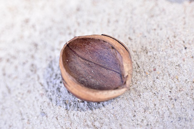 Free Seed Nature photo and picture