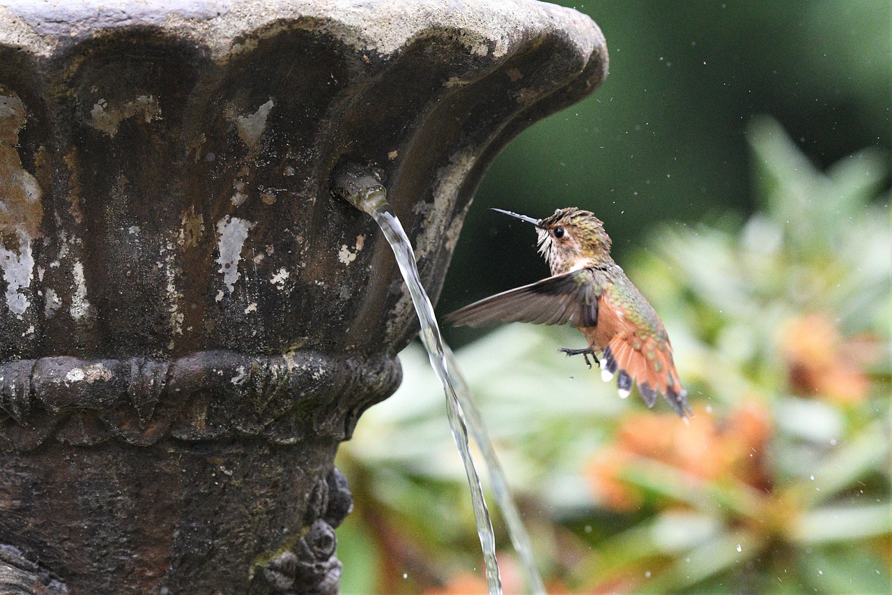 Colibri Roux Colibri Roux Oiseau Vol En - Photo gratuite sur Pixabay - Pixabay