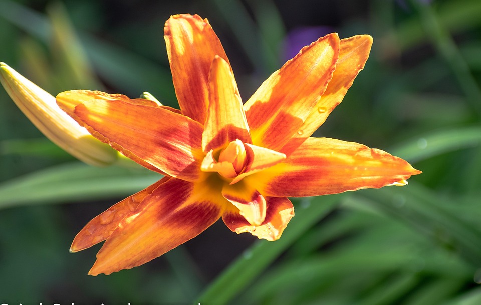Bunga Bakung Embun Lily - Foto gratis di Pixabay - Pixabay