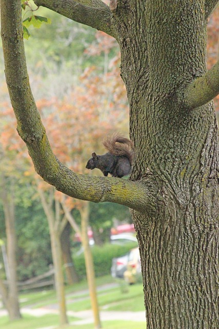 Free Squirrel Rodent photo and picture