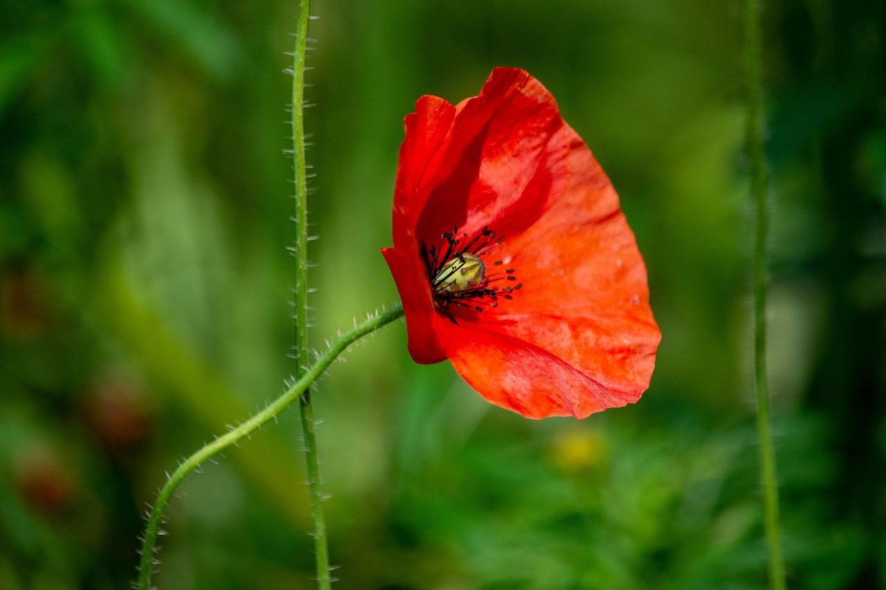 罂粟 红色的 花 - Pixabay上的免费照片 - Pixabay