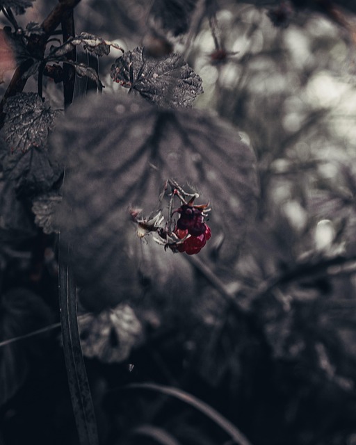 Beere, Nacht, Schwarz, Wald, Pflanze
