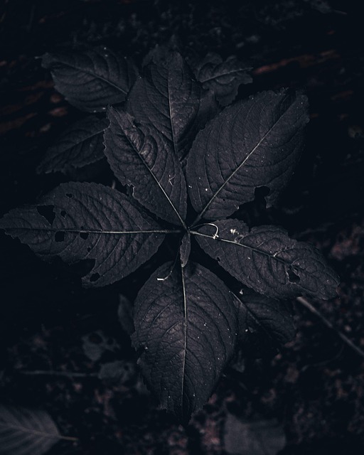 Wald, Dunkel, Nacht, Pflanze, Schwarz