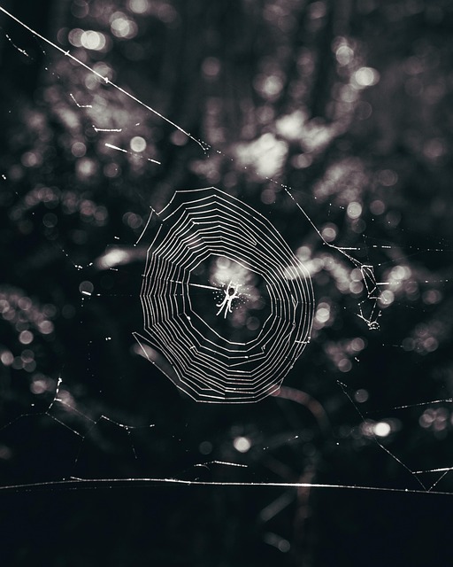 Spinne, Spinnentier, Spinnennetz, Netz