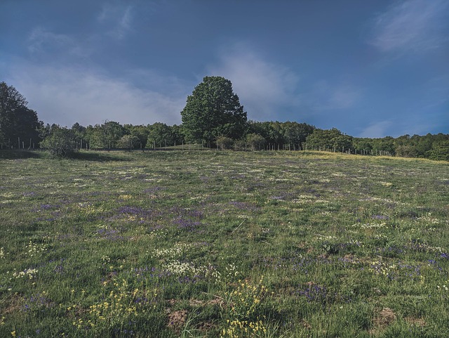 Free Nature Trees photo and picture