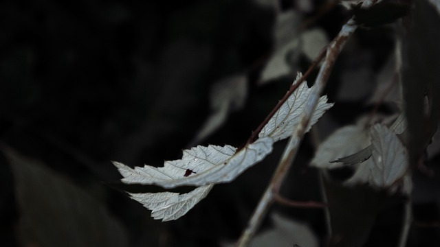 Free Leaf Dark photo and picture