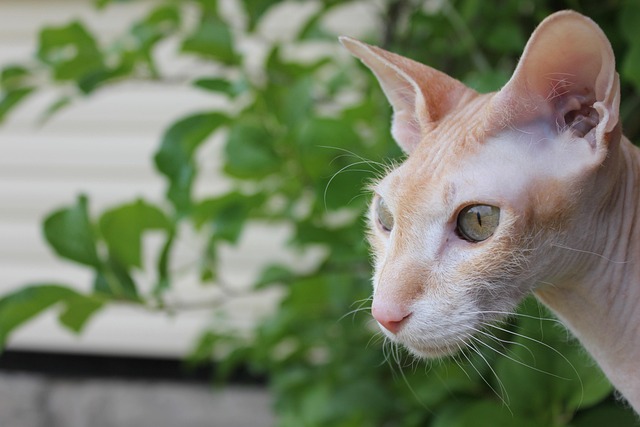 猫 狮身人面像 宠物 - Pixabay上的免费照片 - Pixabay