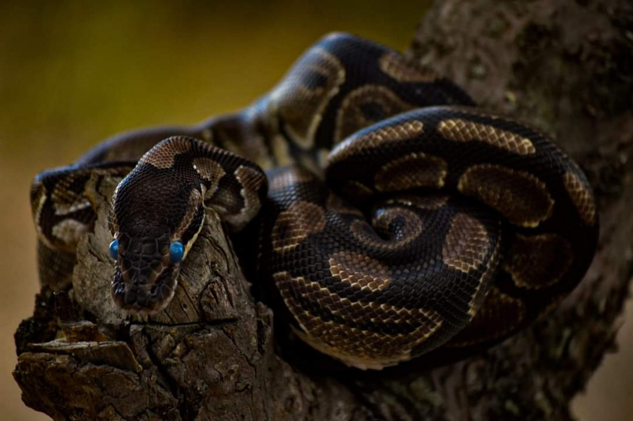 Python Snake Reptile - Free photo on Pixabay