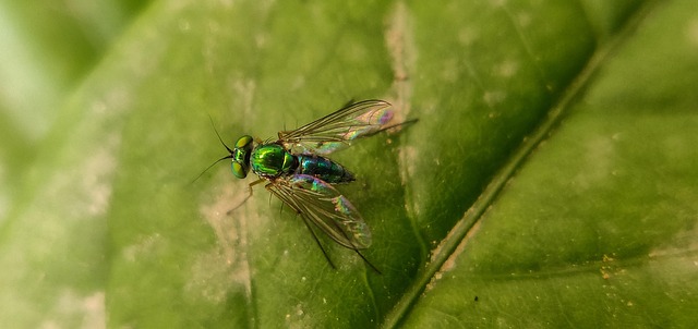 Free Fly Insect photo and picture