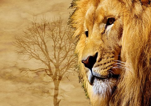 Löwe, Die Großen 5, Wild, Tierwelt