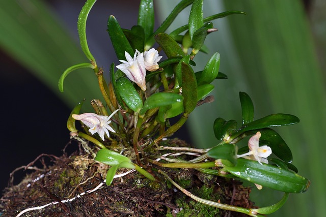 Dendrobium, Orchideeën, Bloemen