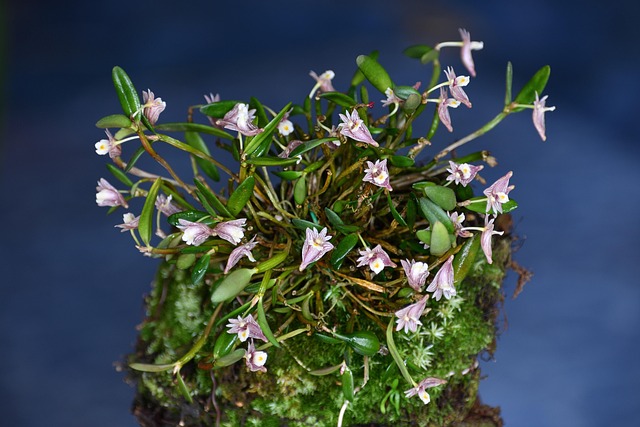 Dendrobium, Orchideeën, Bloemen